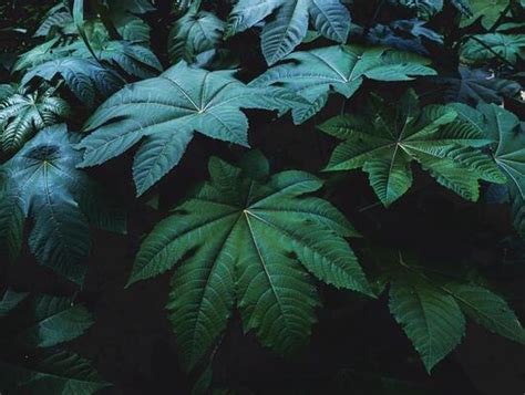 Dark Green Forest Stock Photos, Images and Backgrounds for Free Download