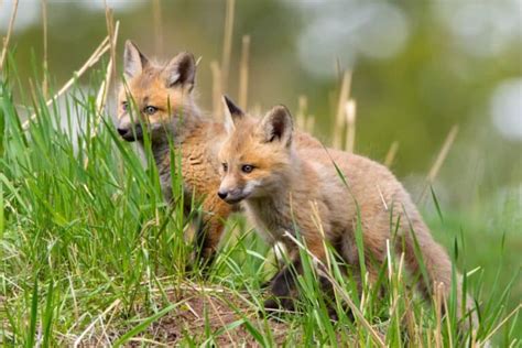 What Is a Baby Fox Called? — Baby Fox Name, Facts & Pictures