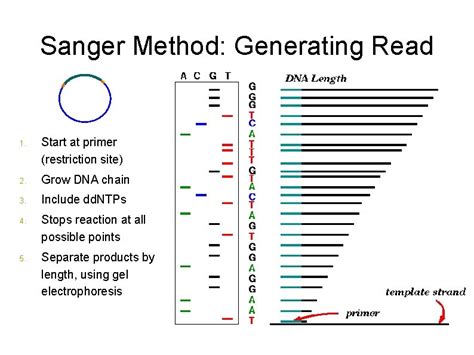 Graph Theory And Bioinformatics Jason Wengert Outline Introduction