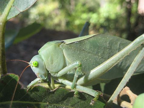 Stilpnochlora azteca from Talpa de Allende Jal México on February 12