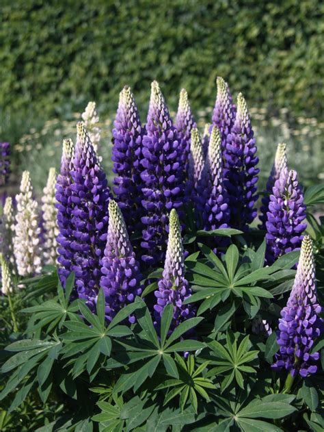Купить семена Люпин Lupinus Persian Slipper в Москве: доставка семян по ...