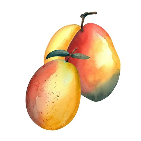 Premium Vector Watercolor Mango Illustration