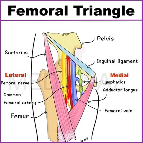 Femoral Triangle Anatomy