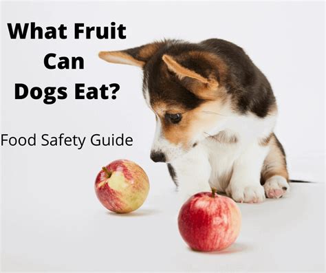 How Much Fruit Can Dogs Eat