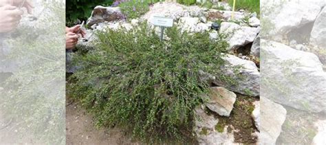 Берёза карликовая купить во Власихе | Товары для дома и дачи | Авито