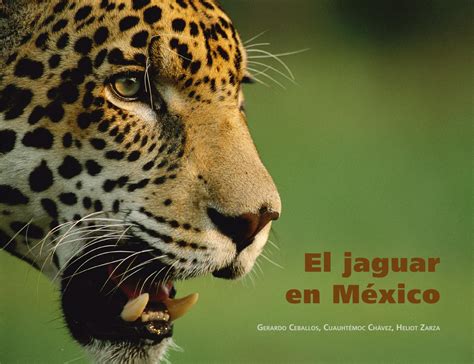 El jaguar en México 2011 by historiasdecienciavenezolana Issuu