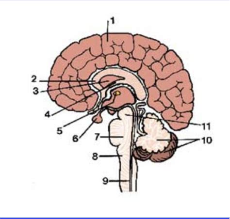 Neuroanatomy Quiz Diagram Quizlet