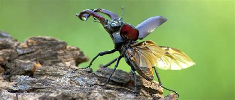 Stag Beetle vs. Rhino Beetle: What Are The Differences? - A-Z Animals