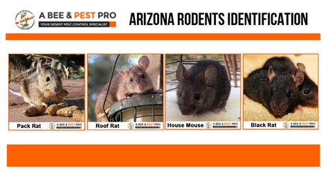 Arizona Rodents Identification | Pack Rat, Mouse, Roof Rat - A Bee & Pest