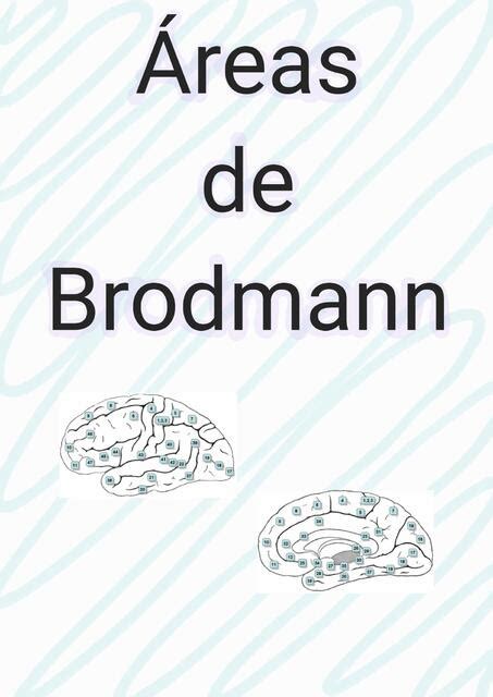 Reas De Brodmann Toile Udocz