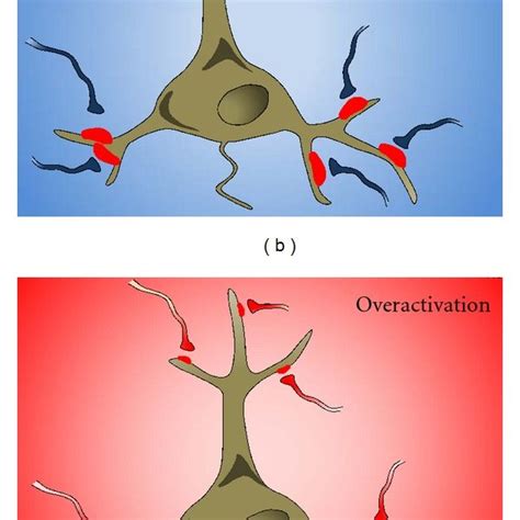 Global and local homeostatic synaptic plasticity. Under basal ... 