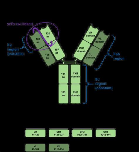 Immunoglobulin G (IgG Antibody)- Definition, Structure, Subclasses and ...