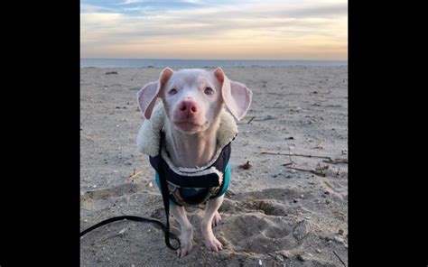 Piglet Cão nasce cor de rosa cego e surdo e inspira o mundo Nova Gente