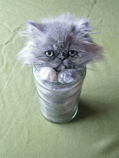 Cats-Are-Liquid-4 | Catlov