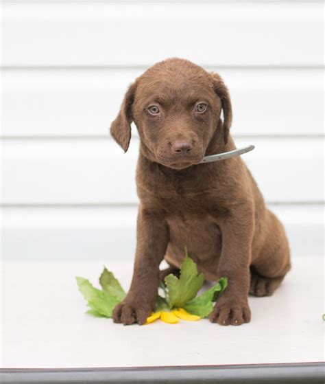 Chesapeake Bay Retriever Puppies for Sale | Buckeye Puppies