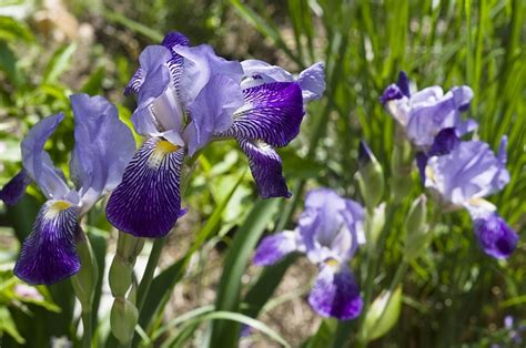 Lirio Espada Azul Iris Foto Gratis En Pixabay Pixabay