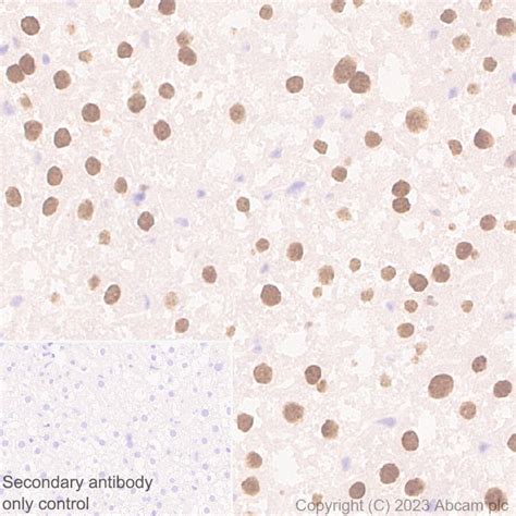 Anti Cebp Alphacebpa 抗体 Epr27924 90 Bsa And Azide Free Ab317443