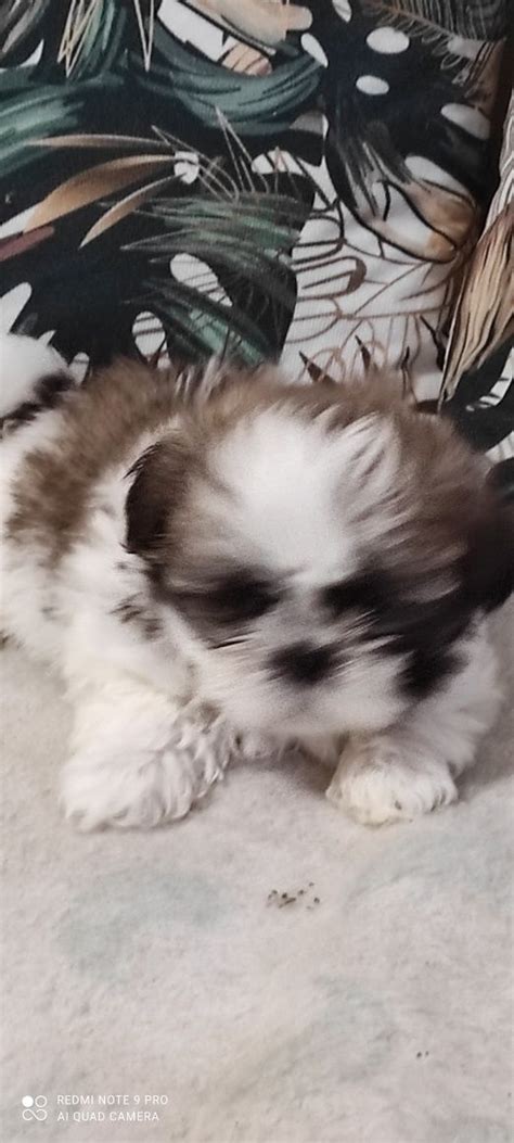 Shih TZU suczka do odbioru Wągrowiec OLX pl