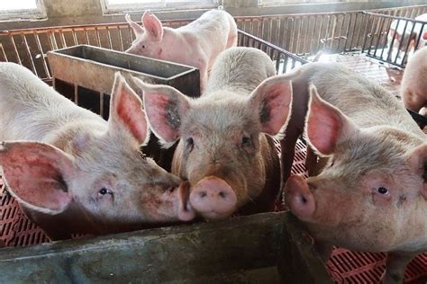 African Swine Fever ‘contained’ — Da