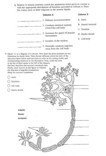 Neurons Worksheets