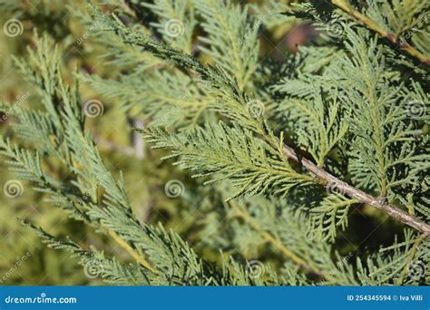 Leyland Cypress Stock Photo Image Of Branch Foliage 254345594