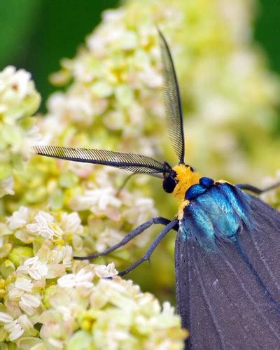 Virginia Ctenuchid Moth Ctenucha Virginica K Ce Flickr