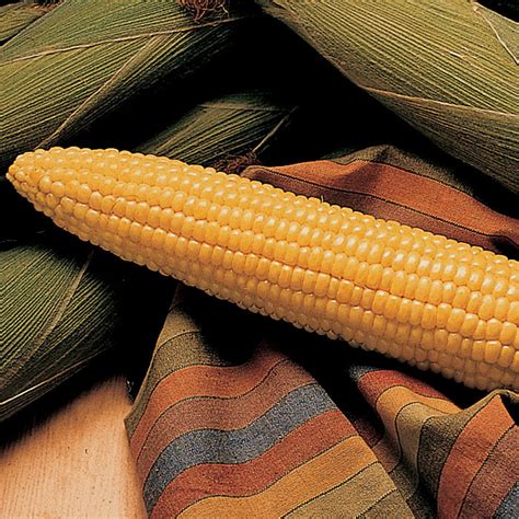 Sweet Corn Honey Select Triplesweet Yellow Hybrid Untreated Sweet