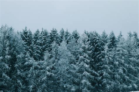 Forest Snow Conifers - Free photo on Pixabay - Pixabay