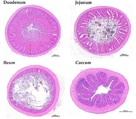 A representative histological cross section of duodenum, jejunum, ileum ...