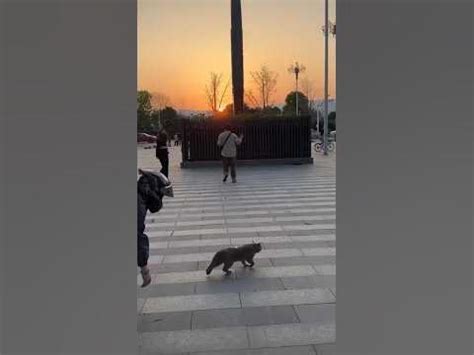 Кот мотоциклист 🙂 Мото Кот 🐱 Китай 🇨🇳 - YouTube