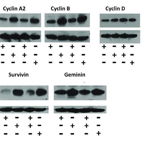 Total And Active Ras Isoforms In Cancer Cell Lines A Western Blot