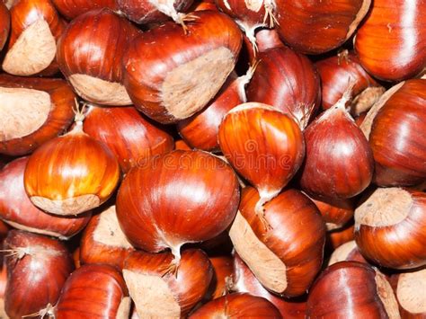 Variedade Do Fundo De Castanhas Redondas Marrons Grandes Foto De Stock