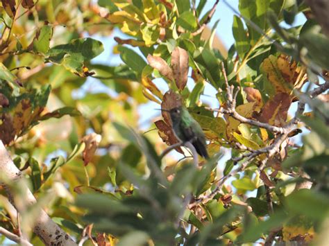 Foto Beija Flor De Garganta Verde Chionomesa Fimbriata Por Vitor