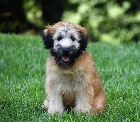 Irish Soft Coated Wheaten Terrier Puppies 9