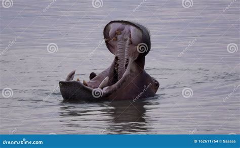 Hippo Opens Big Mouth with Large Teeth Stock Footage - Video of open ...