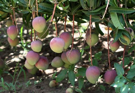 Mango Farming Changing Fortunes For Makueni Farmers Kenya Monitor