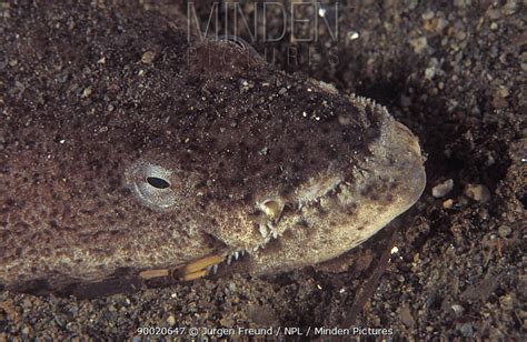 Crocodile Snake Eel Stock Photo Minden Pictures