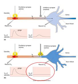 Synaptic Transmission Flashcards Quizlet