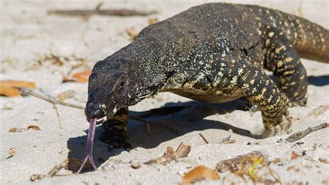 Giant Monitor Lizard Wandering On Australian Beach High Definition