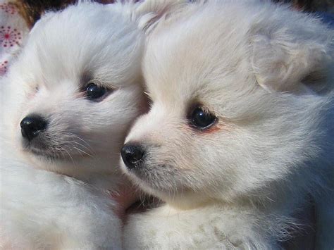 American Eskimo Dog puppies faces photo and wallpaper. Beautiful ...