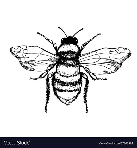 Engraving Honey Bee Royalty Free Vector Image Vectorstock