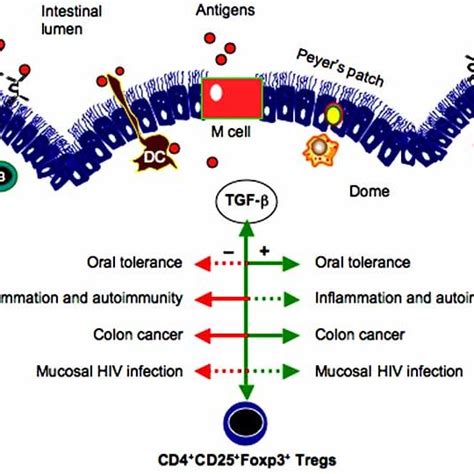 Tgf β And Cd4 Cd25 Foxp3 Tregs In Mucosal Immunity And