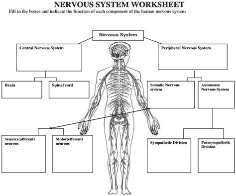 Autonomic Nervous System Worksheet