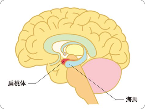 アロマセラピー入門講座 ～海馬と扁桃体～ | B.P.Aromania株式会社