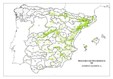 Pedraza Verde Enebros O Sabinas