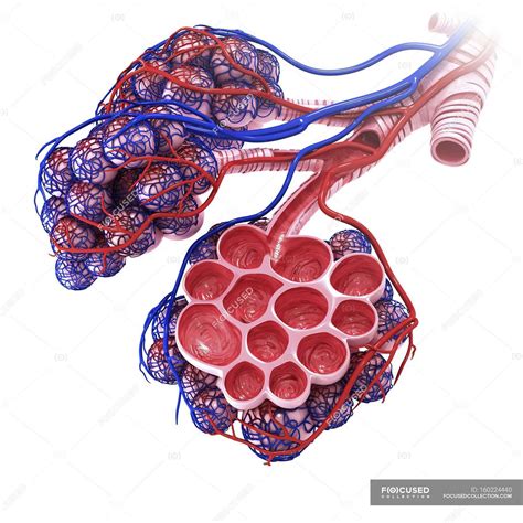 Human alveoli anatomy — respiratory, pulmonary venule - Stock Photo | #160224440