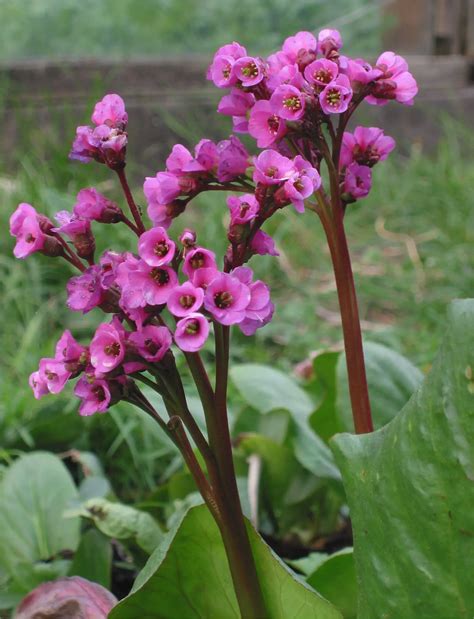 Bergenia (Elephants Ears; Winter Glow; Pigsqueak) – A to Z Flowers