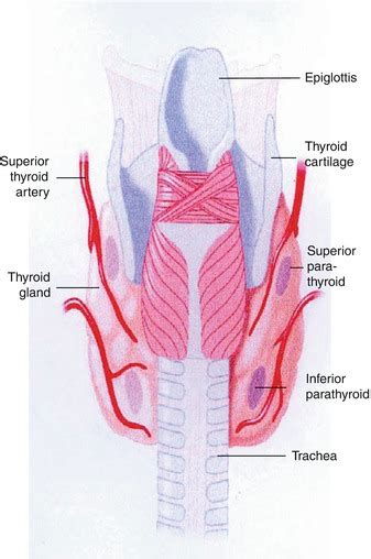 Parathyroid Gland Anatomy