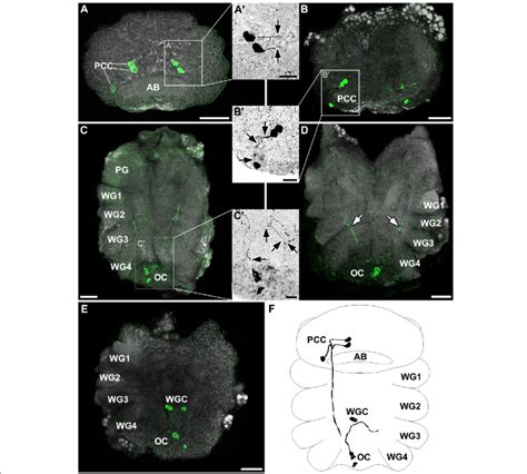 Histaminergic Neurons In The Central Nervous System Of Chelifer