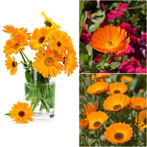 Buy Calendula - Fiesta Gitana Mix seeds Online | Happy Valley Seeds